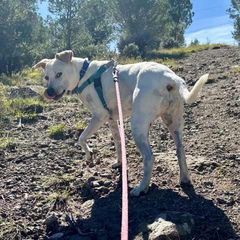 Jasmine, an adoptable Mixed Breed, Cattle Dog in Glenwood Springs, CO, 81601 | Photo Image 3