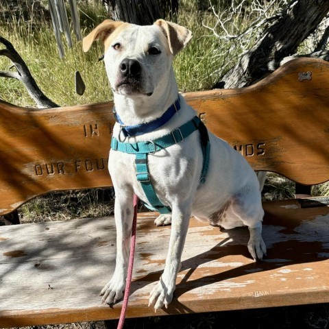 Jasmine, an adoptable Mixed Breed, Cattle Dog in Glenwood Springs, CO, 81601 | Photo Image 4