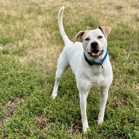 Jasmine, an adoptable Mixed Breed, Cattle Dog in Glenwood Springs, CO, 81601 | Photo Image 5