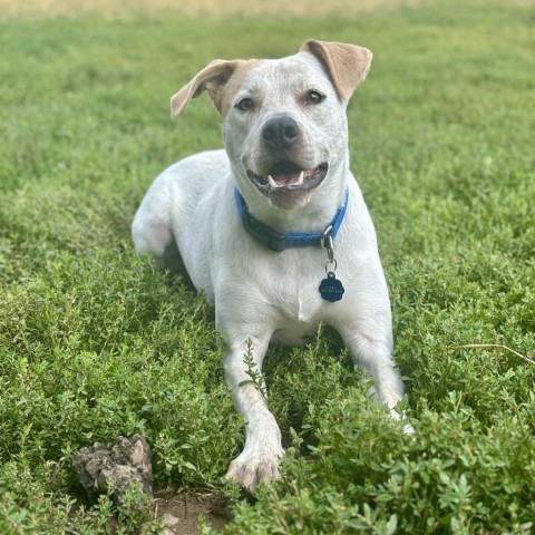 Jasmine, an adoptable Mixed Breed, Cattle Dog in Glenwood Springs, CO, 81601 | Photo Image 6