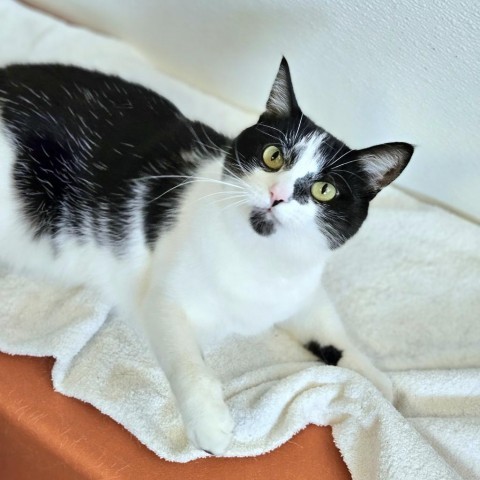 Angel, an adoptable Domestic Short Hair in Glenwood Springs, CO, 81601 | Photo Image 1