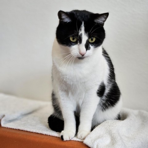 Angel, an adoptable Domestic Short Hair in Glenwood Springs, CO, 81601 | Photo Image 2