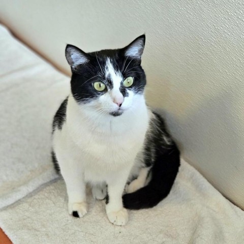 Angel, an adoptable Domestic Short Hair in Glenwood Springs, CO, 81601 | Photo Image 4