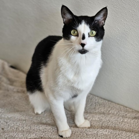 Chaps, an adoptable Domestic Short Hair in Glenwood Springs, CO, 81601 | Photo Image 1