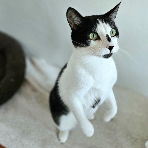 Chaps, an adoptable Domestic Short Hair in Glenwood Springs, CO, 81601 | Photo Image 3