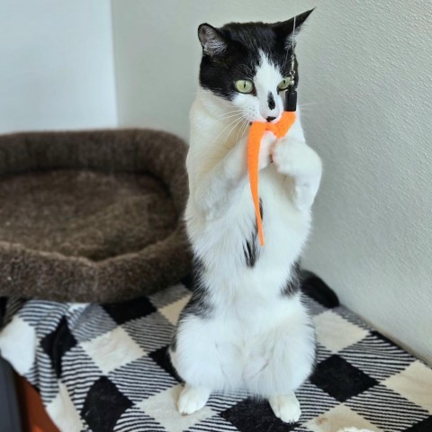 Chaps, an adoptable Domestic Short Hair in Glenwood Springs, CO, 81601 | Photo Image 4