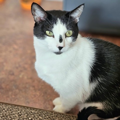 Chaps, an adoptable Domestic Short Hair in Glenwood Springs, CO, 81601 | Photo Image 6