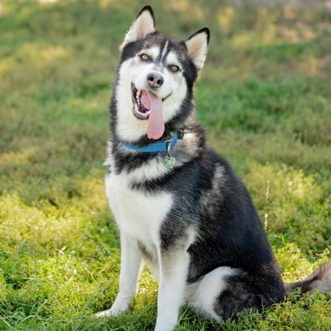 Thor, an adoptable Husky in Glenwood Springs, CO, 81601 | Photo Image 1