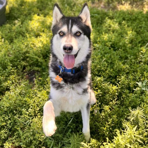 Thor, an adoptable Husky in Glenwood Springs, CO, 81601 | Photo Image 2