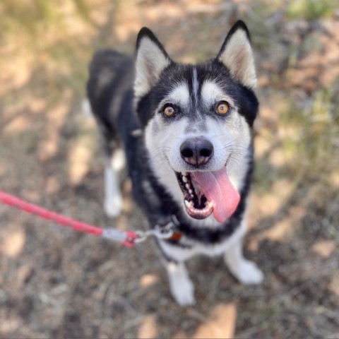 Thor, an adoptable Husky in Glenwood Springs, CO, 81601 | Photo Image 3