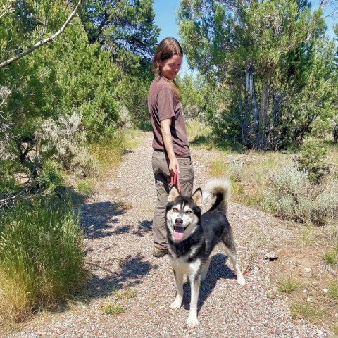 Thor, an adoptable Husky in Glenwood Springs, CO, 81601 | Photo Image 4