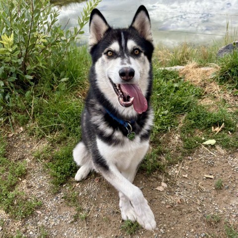 Thor, an adoptable Husky in Glenwood Springs, CO, 81601 | Photo Image 5