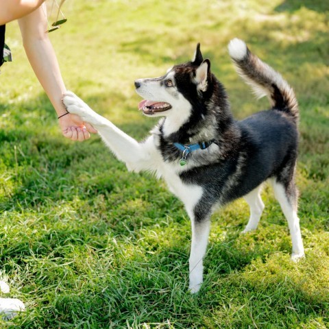 Thor, an adoptable Husky in Glenwood Springs, CO, 81601 | Photo Image 6