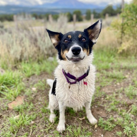 Trix, an adoptable Mixed Breed in Glenwood Springs, CO, 81601 | Photo Image 1