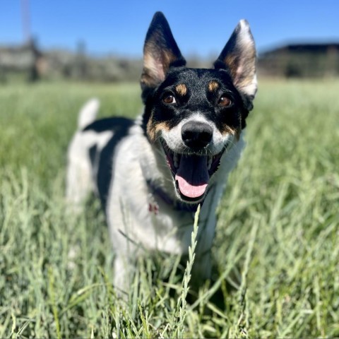 Trix, an adoptable Mixed Breed in Glenwood Springs, CO, 81601 | Photo Image 3