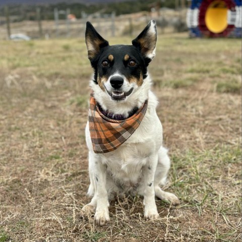 Trix, an adoptable Mixed Breed in Glenwood Springs, CO, 81601 | Photo Image 3