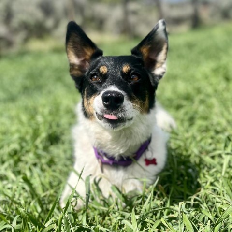 Trix, an adoptable Mixed Breed in Glenwood Springs, CO, 81601 | Photo Image 6