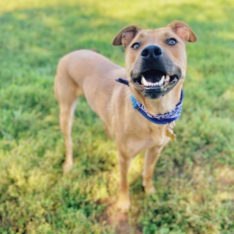 Honey, an adoptable Mixed Breed in Glenwood Springs, CO, 81601 | Photo Image 1