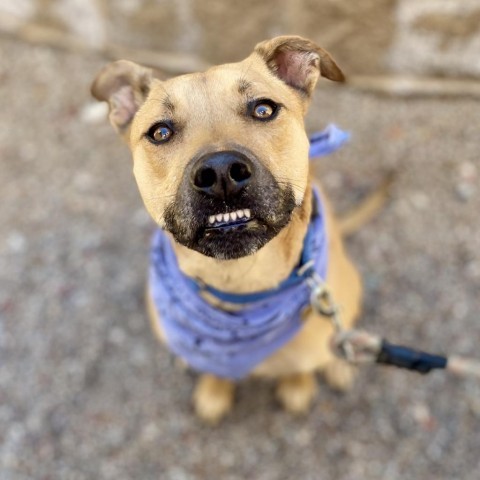 Honey, an adoptable Mixed Breed in Glenwood Springs, CO, 81601 | Photo Image 1