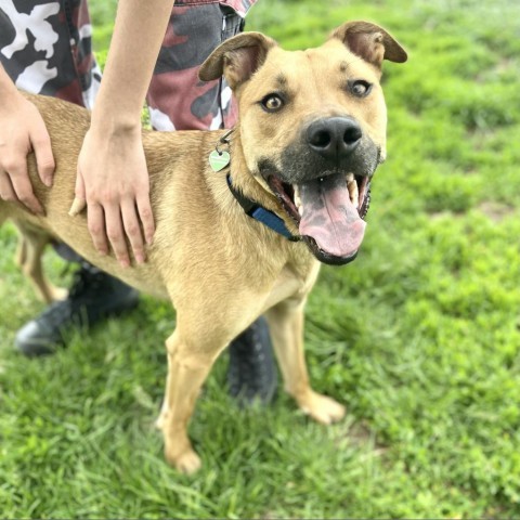 Honey, an adoptable Mixed Breed in Glenwood Springs, CO, 81601 | Photo Image 2