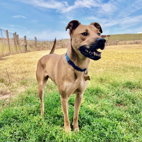 Honey, an adoptable Mixed Breed in Glenwood Springs, CO, 81601 | Photo Image 2