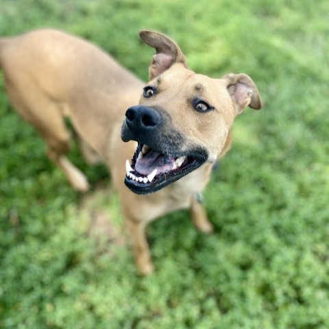 Honey, an adoptable Mixed Breed in Glenwood Springs, CO, 81601 | Photo Image 4