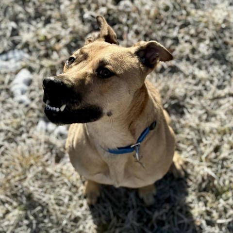 Honey, an adoptable Mixed Breed in Glenwood Springs, CO, 81601 | Photo Image 4