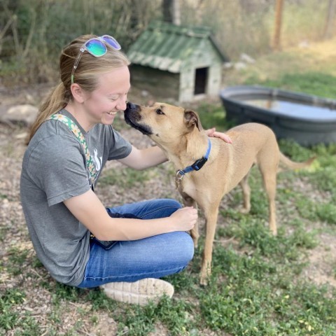 Honey, an adoptable Mixed Breed in Glenwood Springs, CO, 81601 | Photo Image 5