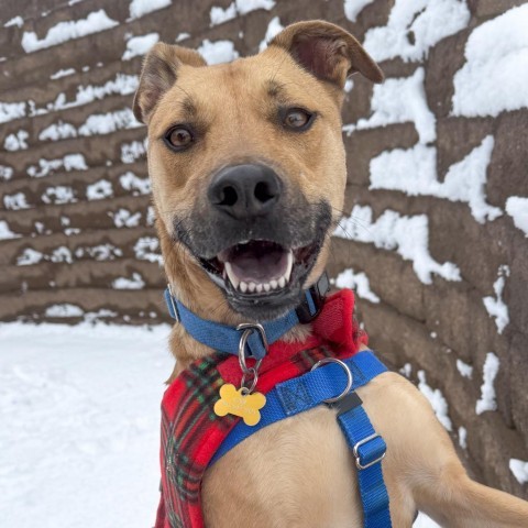 Honey, an adoptable Mixed Breed in Glenwood Springs, CO, 81601 | Photo Image 5