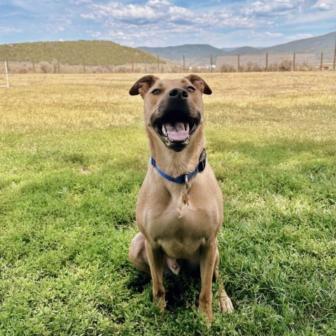 Honey, an adoptable Mixed Breed in Glenwood Springs, CO, 81601 | Photo Image 6