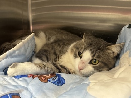 Cupcake, an adoptable Domestic Short Hair in Rhinelander, WI, 54501 | Photo Image 1