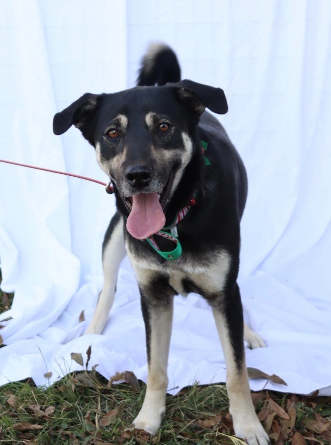 Rio, an adoptable Husky, German Shepherd Dog in Junction, TX, 76849 | Photo Image 1