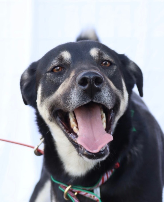 Rio, an adoptable Husky, German Shepherd Dog in Junction, TX, 76849 | Photo Image 2