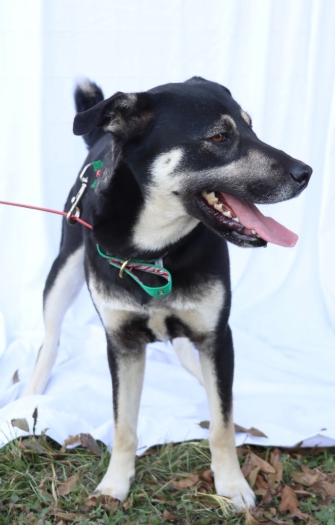 Rio, an adoptable Husky, German Shepherd Dog in Junction, TX, 76849 | Photo Image 3
