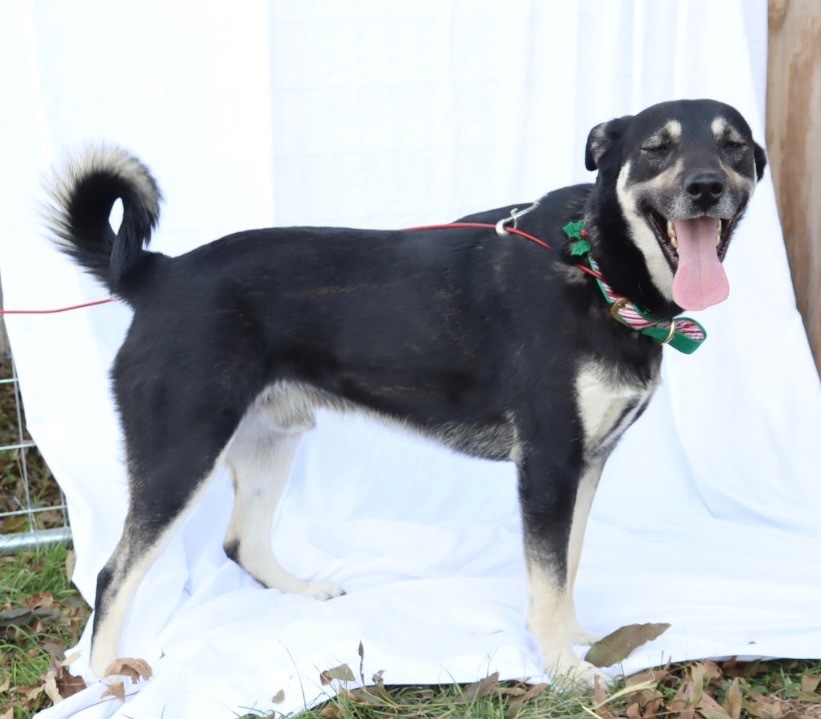 Rio, an adoptable Husky, German Shepherd Dog in Junction, TX, 76849 | Photo Image 4