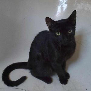 Possum is a siamese mix with silver trim and Poncho KRLA-A 7786 has a medium len