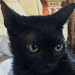 PEACHES KRLA-A 7787 is a siamese snowshoe mix and PEPPER has a medium length jet
