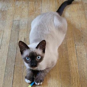 PEACHES is a siamese snowshoe mix and PEPPER KRLA-A-7789 has a medium length jet black coat They ar