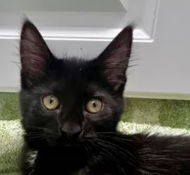 Archie