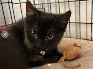Margarita, Adult Male Domestic Short Hair