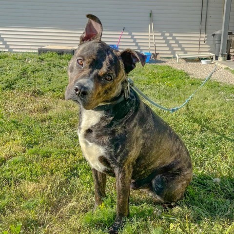 Lexx, an adoptable Pit Bull Terrier in Driggs, ID, 83422 | Photo Image 1