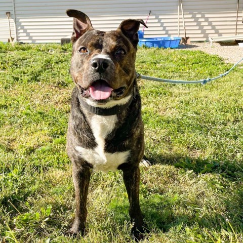 Lexx, an adoptable Pit Bull Terrier in Driggs, ID, 83422 | Photo Image 2