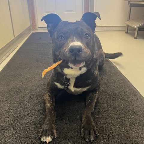 Lexx, an adoptable Pit Bull Terrier in Driggs, ID, 83422 | Photo Image 5