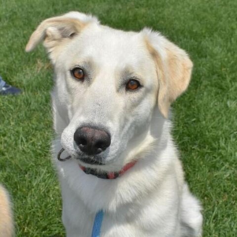 Junior, an adoptable Labrador Retriever, Mixed Breed in Driggs, ID, 83422 | Photo Image 1