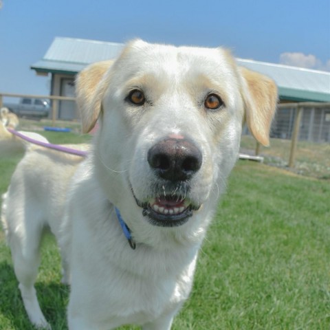 Junior, an adoptable Labrador Retriever, Mixed Breed in Driggs, ID, 83422 | Photo Image 2