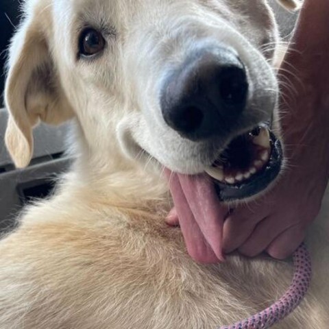 Junior, an adoptable Labrador Retriever, Mixed Breed in Driggs, ID, 83422 | Photo Image 3