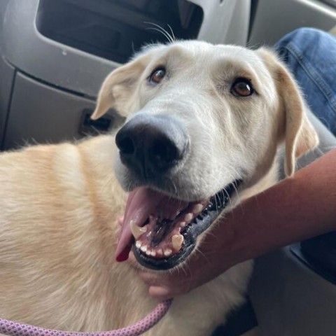 Junior, an adoptable Labrador Retriever, Mixed Breed in Driggs, ID, 83422 | Photo Image 4