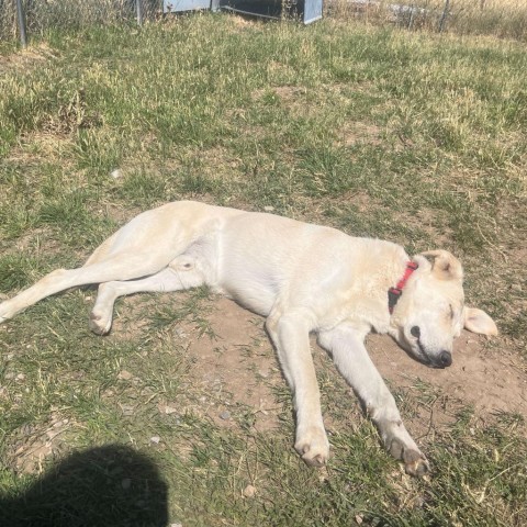 Junior, an adoptable Labrador Retriever, Mixed Breed in Driggs, ID, 83422 | Photo Image 5