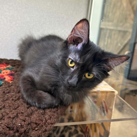 Ducky, an adoptable Domestic Short Hair in Hailey, ID, 83333 | Photo Image 1