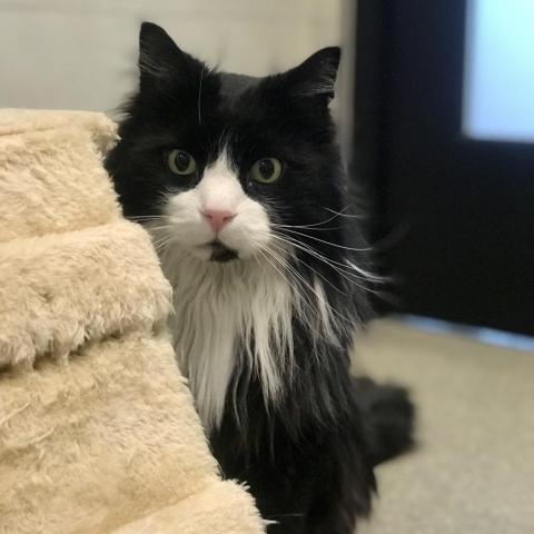 Bagheera, an adoptable Domestic Long Hair in Hailey, ID, 83333 | Photo Image 1